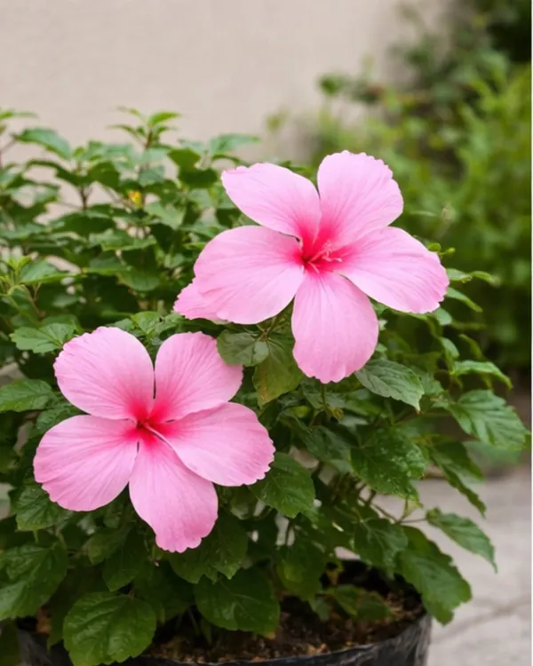 Pink_Hibiscus_Flower_Plant_|_Grafted_Pink_Gudhal_Plant_|_Outdoor_Flowering_Plant_|_Healthy_Live_Plant_Guaranteed