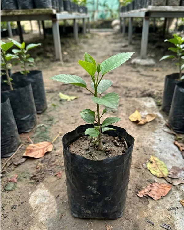 Pink_Hibiscus_Flower_Plant_|_Grafted_Pink_Gudhal_Plant_|_Outdoor_Flowering_Plant_|_Healthy_Live_Plant_Guaranteed