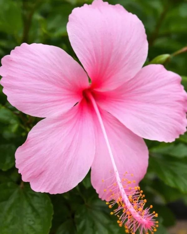Pink_Hibiscus_Flower_Plant_|_Grafted_Pink_Gudhal_Plant_|_Outdoor_Flowering_Plant_|_Healthy_Live_Plant_Guaranteed