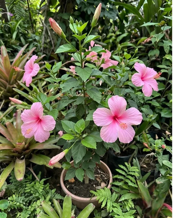 Pink_Hibiscus_Flower_Plant_|_Grafted_Pink_Gudhal_Plant_|_Outdoor_Flowering_Plant_|_Healthy_Live_Plant_Guaranteed