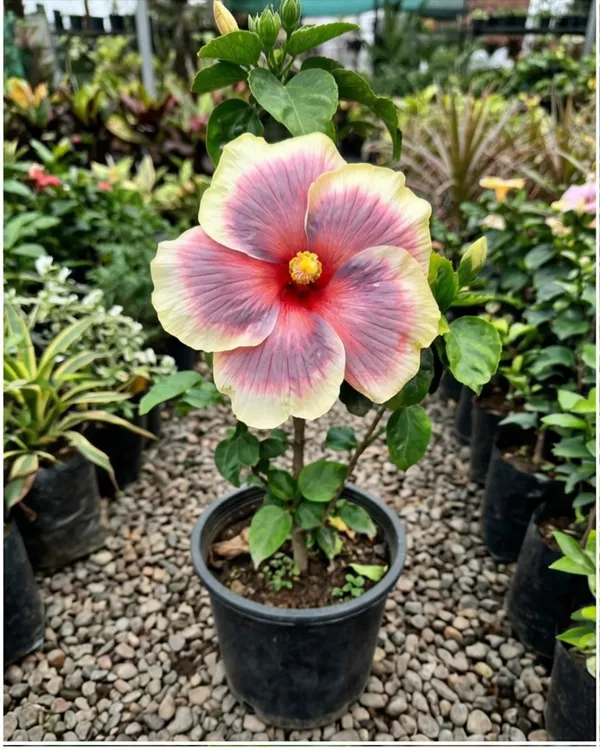Hibiscus_Pushpa_Belladonna_|_Grafted_Exotic_Hibiscus_|_Decorative_Flowering_Plant_|_Healthy_Live_Plant_Guaranteed