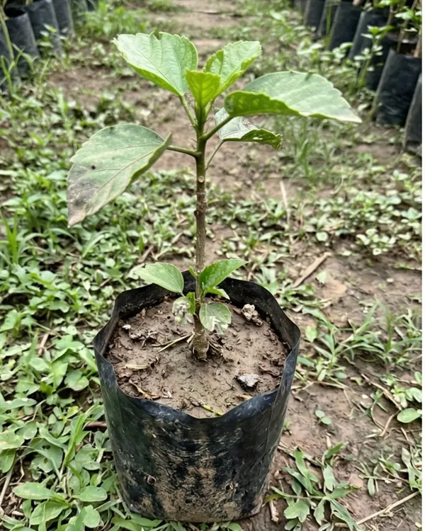 Hibiscus_Pushpa_Belladonna_|_Grafted_Exotic_Hibiscus_|_Decorative_Flowering_Plant_|_Healthy_Live_Plant_Guaranteed