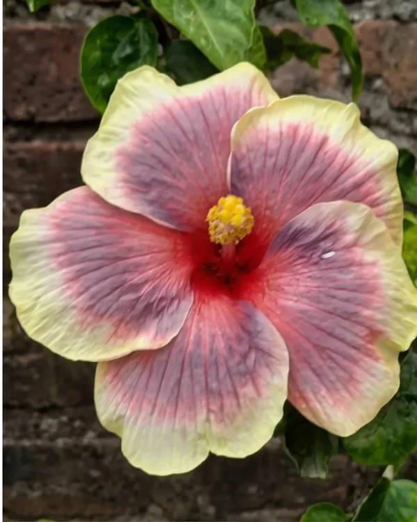 Hibiscus_Pushpa_Belladonna_|_Grafted_Exotic_Hibiscus_|_Decorative_Flowering_Plant_|_Healthy_Live_Plant_Guaranteed