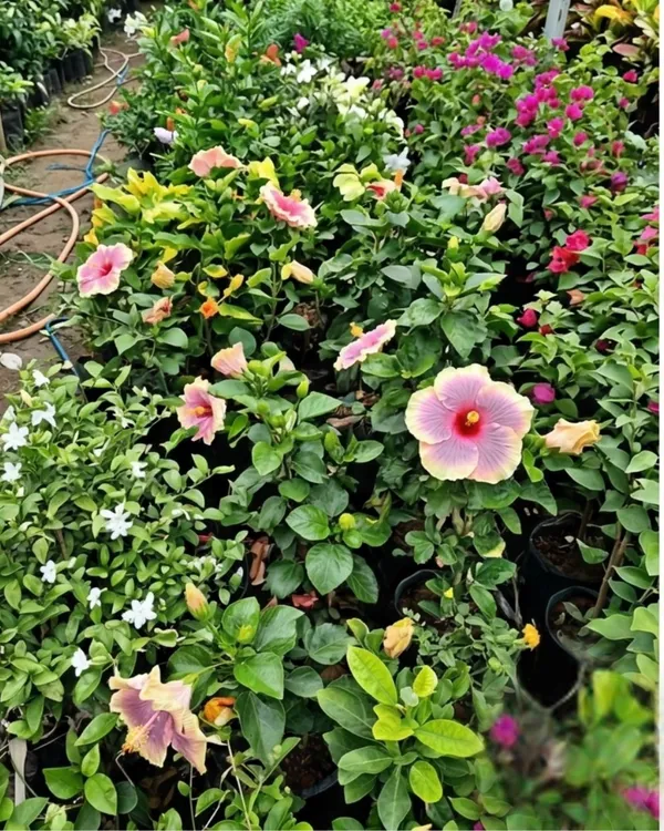 Hibiscus_Pushpa_Belladonna_|_Grafted_Exotic_Hibiscus_|_Decorative_Flowering_Plant_|_Healthy_Live_Plant_Guaranteed
