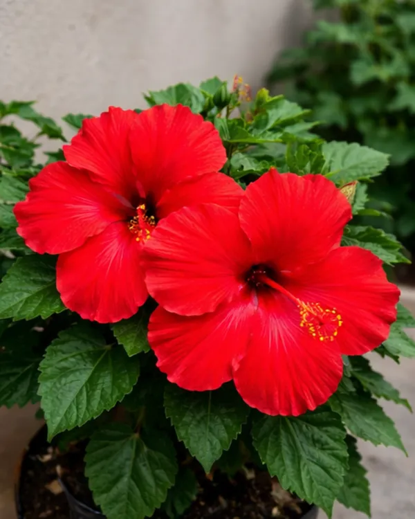 Red_Hibiscus_Flower_Plant_|_Grafted_Red_Gudhal_Plant_|_Daily_Flowering_Outdoor_Plant_|_Healthy_Live_Plant_Guaranteed
