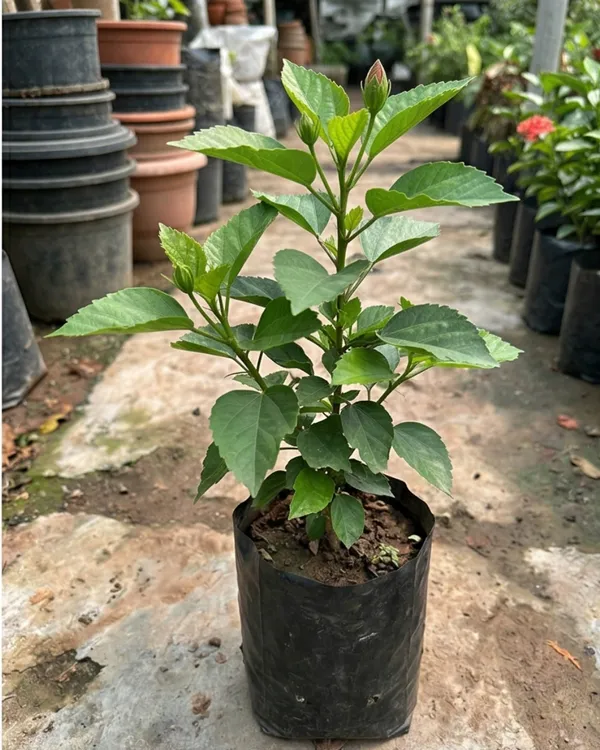Red_Hibiscus_Flower_Plant_|_Grafted_Red_Gudhal_Plant_|_Daily_Flowering_Outdoor_Plant_|_Healthy_Live_Plant_Guaranteed