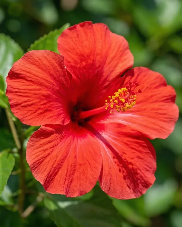 Red_Hibiscus_Flower_Plant_|_Grafted_Red_Gudhal_Plant_|_Daily_Flowering_Outdoor_Plant_|_Healthy_Live_Plant_Guaranteed