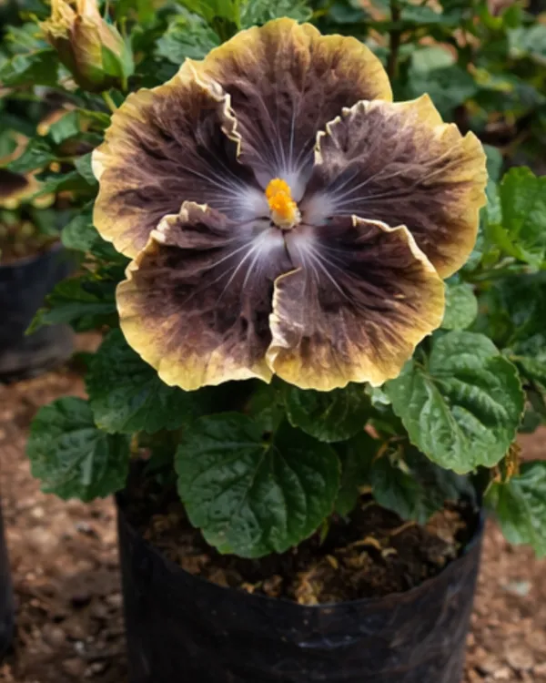 RK_Black_Pearl_Hibiscus_|_Grafted_Exotic_Black_Hibiscus_|_Rare_Flowering_Plant_|_Healthy_Live_Plant_Guaranteed