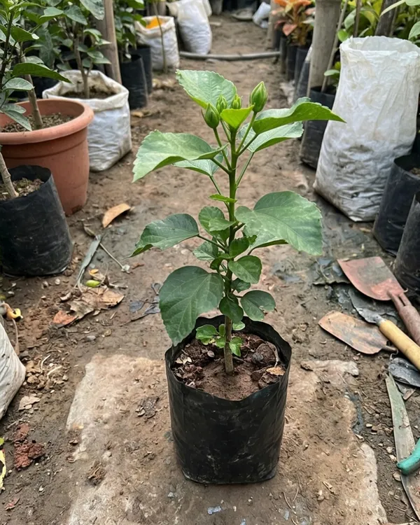 RK_Black_Pearl_Hibiscus_|_Grafted_Exotic_Black_Hibiscus_|_Rare_Flowering_Plant_|_Healthy_Live_Plant_Guaranteed