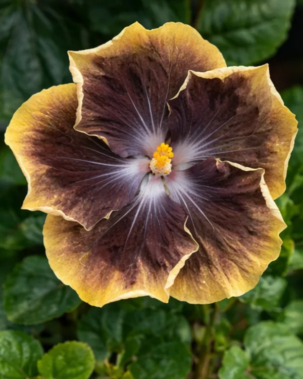 RK_Black_Pearl_Hibiscus_|_Grafted_Exotic_Black_Hibiscus_|_Rare_Flowering_Plant_|_Healthy_Live_Plant_Guaranteed