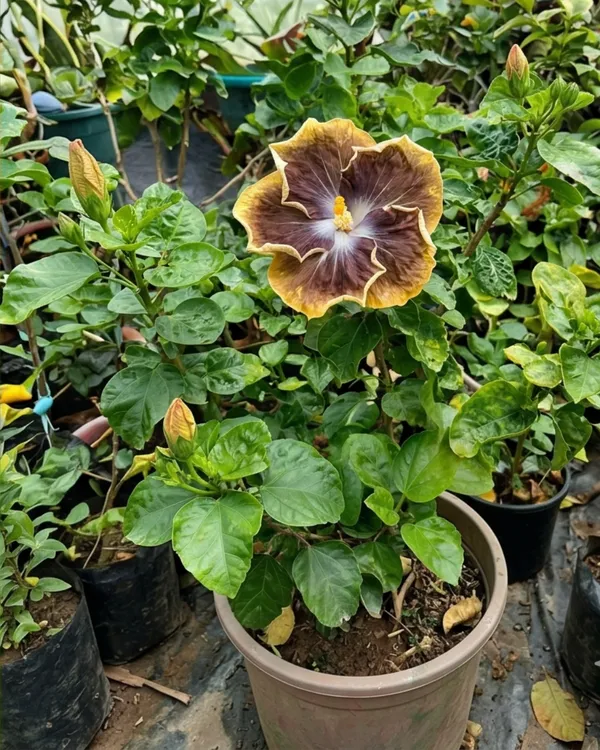 RK_Black_Pearl_Hibiscus_|_Grafted_Exotic_Black_Hibiscus_|_Rare_Flowering_Plant_|_Healthy_Live_Plant_Guaranteed