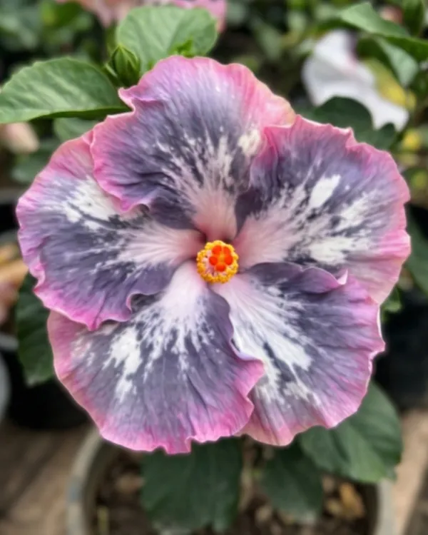 Hibiscus_RMMA_Blog_Avenue_|_Grafted_Exotic_Hibiscus_|_Flowering_Plant_|_Healthy_Live_Plant_Guaranteed