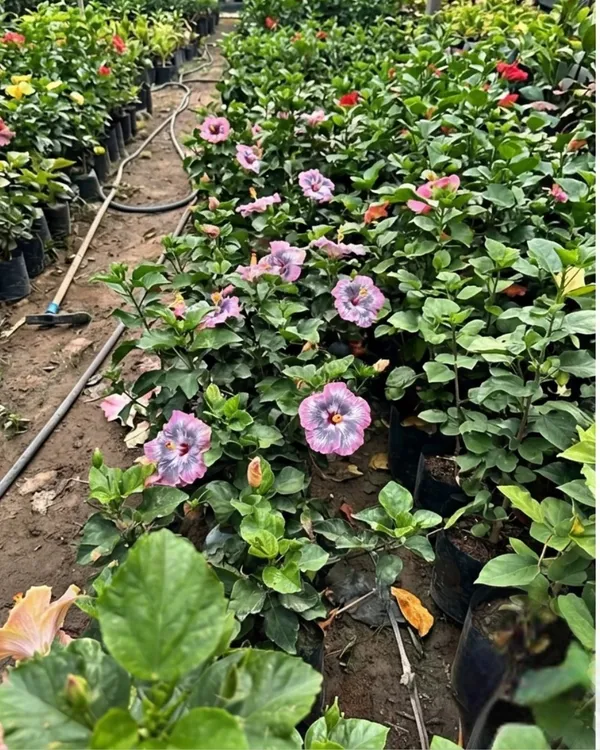 Hibiscus_RMMA_Blog_Avenue_|_Grafted_Exotic_Hibiscus_|_Flowering_Plant_|_Healthy_Live_Plant_Guaranteed