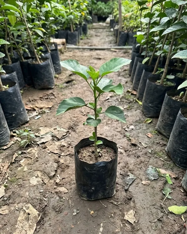 Hibiscus_RMMA_Blog_Avenue_|_Grafted_Exotic_Hibiscus_|_Flowering_Plant_|_Healthy_Live_Plant_Guaranteed