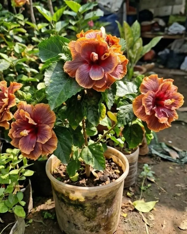 Hibiscus_Sakura's_Romantic_Wreath_|_Grafted_Exotic_Hibiscus_|_Decorative_Flowering_Plant_|_Healthy_Live_Plant_Guaranteed