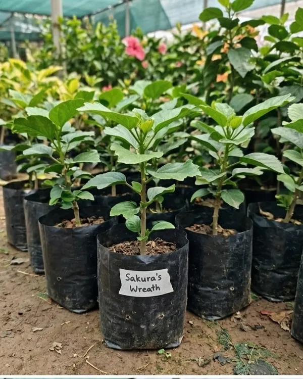 Hibiscus_Sakura's_Romantic_Wreath_|_Grafted_Exotic_Hibiscus_|_Decorative_Flowering_Plant_|_Healthy_Live_Plant_Guaranteed