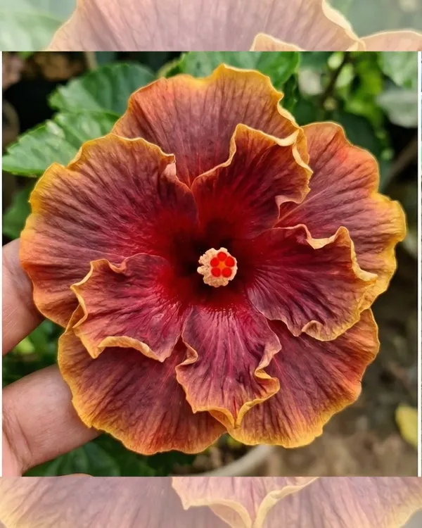 Hibiscus_Sakura's_Romantic_Wreath_|_Grafted_Exotic_Hibiscus_|_Decorative_Flowering_Plant_|_Healthy_Live_Plant_Guaranteed