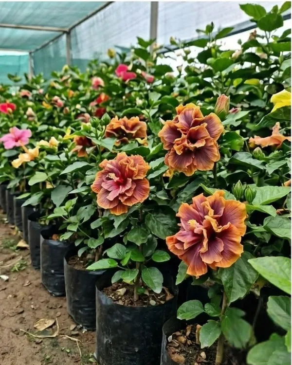 Hibiscus_Sakura's_Romantic_Wreath_|_Grafted_Exotic_Hibiscus_|_Decorative_Flowering_Plant_|_Healthy_Live_Plant_Guaranteed