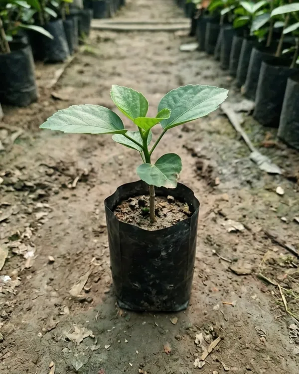 Shueishalian_Galaxy_Upstart_Hibiscus_|_Grafted_Exotic_Hibiscus_|_Rare_Flowering_Plant_|_Healthy_Live_Plant_Guaranteed