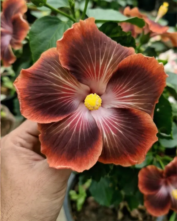 Shueishalian_Galaxy_Upstart_Hibiscus_|_Grafted_Exotic_Hibiscus_|_Rare_Flowering_Plant_|_Healthy_Live_Plant_Guaranteed