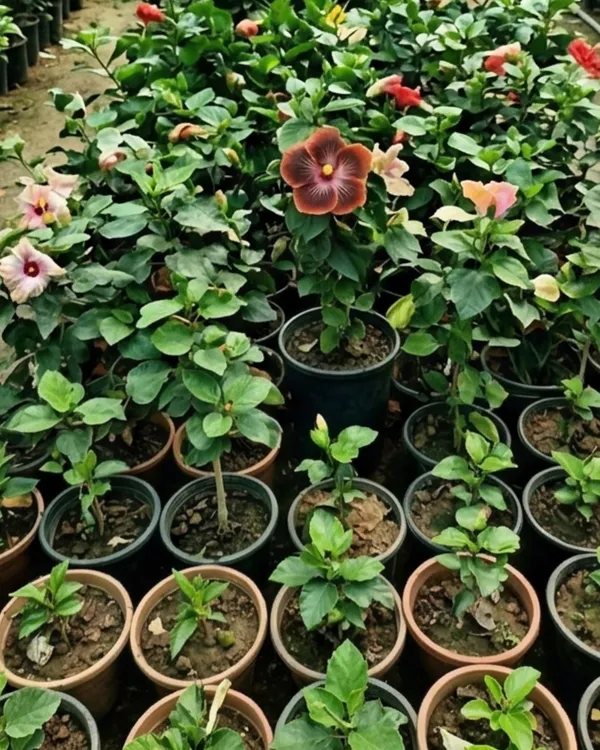 Shueishalian_Galaxy_Upstart_Hibiscus_|_Grafted_Exotic_Hibiscus_|_Rare_Flowering_Plant_|_Healthy_Live_Plant_Guaranteed