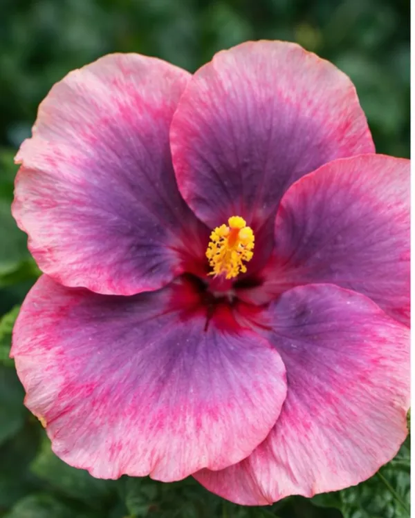 Hibiscus_Tahitian_Purple_Epiphany_|_Grafted_Exotic_Hibiscus_|_Rare_Purple_Flowering_Plant_|_Healthy_Live_Plant_Guaranteed