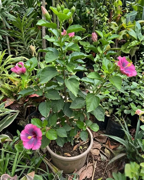Hibiscus_Tahitian_Purple_Epiphany_|_Grafted_Exotic_Hibiscus_|_Rare_Purple_Flowering_Plant_|_Healthy_Live_Plant_Guaranteed