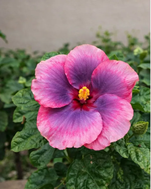 Hibiscus_Tahitian_Purple_Epiphany_|_Grafted_Exotic_Hibiscus_|_Rare_Purple_Flowering_Plant_|_Healthy_Live_Plant_Guaranteed