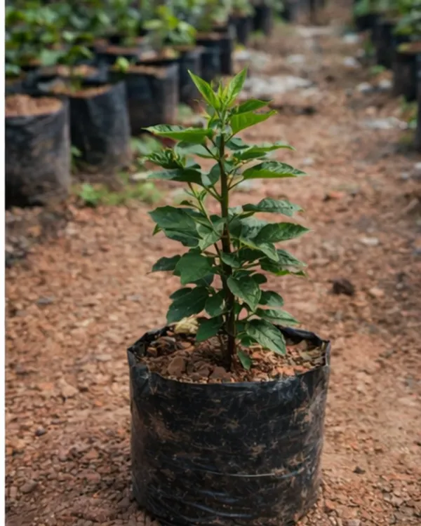 Hibiscus_Tahitian_Purple_Epiphany_|_Grafted_Exotic_Hibiscus_|_Rare_Purple_Flowering_Plant_|_Healthy_Live_Plant_Guaranteed