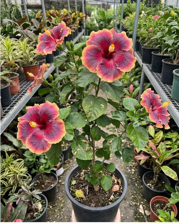 Hibiscus_Taiwan_Dancing_Queen_|_Grafted_Exotic_Double_Hibiscus_|_Flowering_Plant_|_Healthy_Live_Plant_Guaranteed