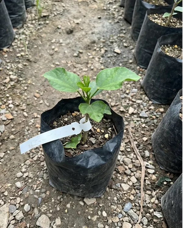 Hibiscus_Taiwan_Dancing_Queen_|_Grafted_Exotic_Double_Hibiscus_|_Flowering_Plant_|_Healthy_Live_Plant_Guaranteed