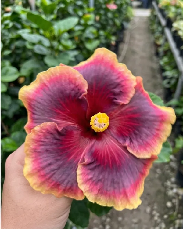 Hibiscus_Taiwan_Dancing_Queen_|_Grafted_Exotic_Double_Hibiscus_|_Flowering_Plant_|_Healthy_Live_Plant_Guaranteed