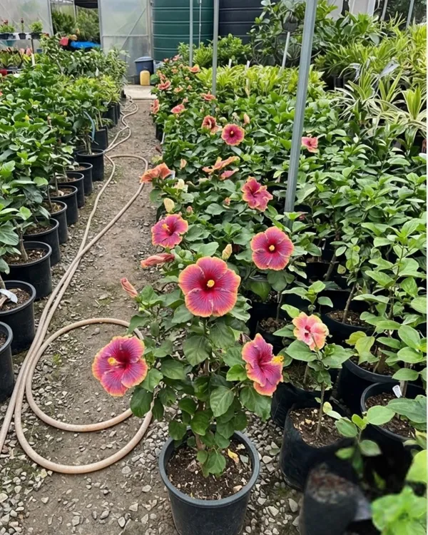 Hibiscus_Taiwan_Dancing_Queen_|_Grafted_Exotic_Double_Hibiscus_|_Flowering_Plant_|_Healthy_Live_Plant_Guaranteed