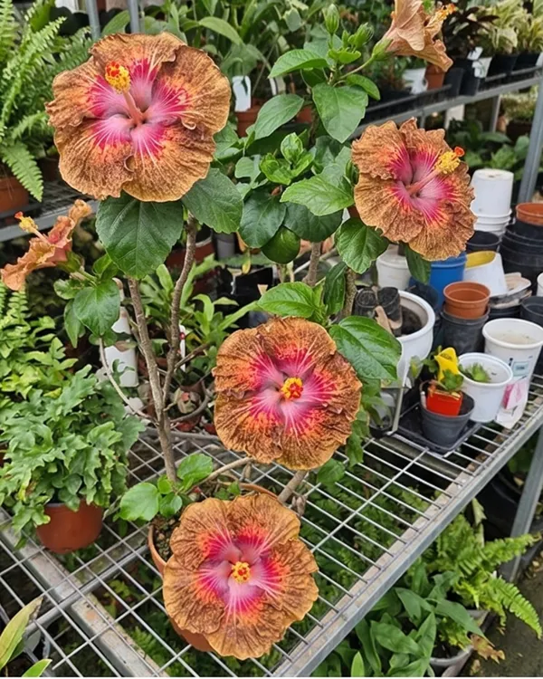 Taiwan_Formosa_Devil's_Treasure_Hibiscus_|_Grafted_Exotic_Double_Hibiscus_|_Heavy_Flowering_Plant_|_Healthy_Live_Plant_Guaranteed
