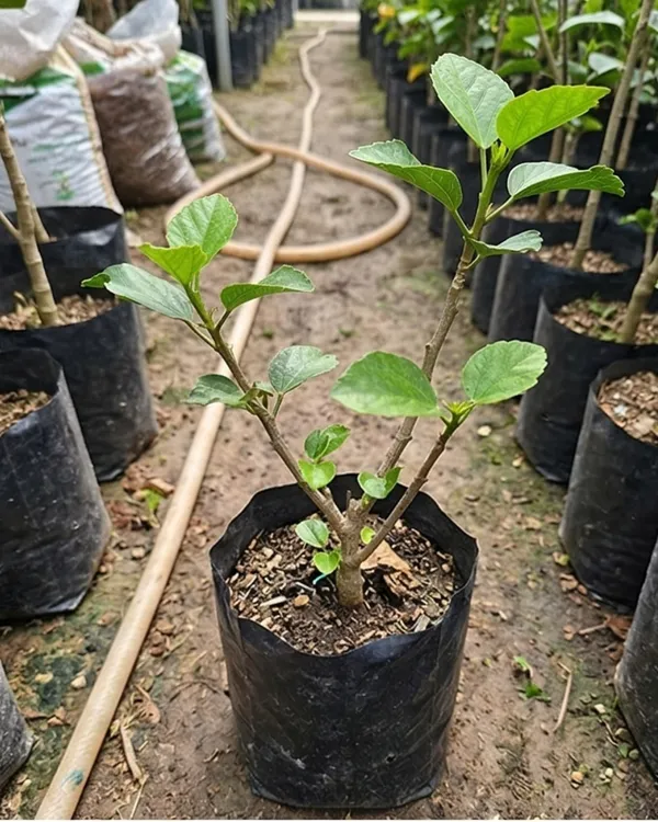 Taiwan_Formosa_Devil's_Treasure_Hibiscus_|_Grafted_Exotic_Double_Hibiscus_|_Heavy_Flowering_Plant_|_Healthy_Live_Plant_Guaranteed
