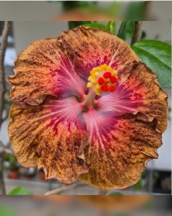 Taiwan_Formosa_Devil's_Treasure_Hibiscus_|_Grafted_Exotic_Double_Hibiscus_|_Heavy_Flowering_Plant_|_Healthy_Live_Plant_Guaranteed