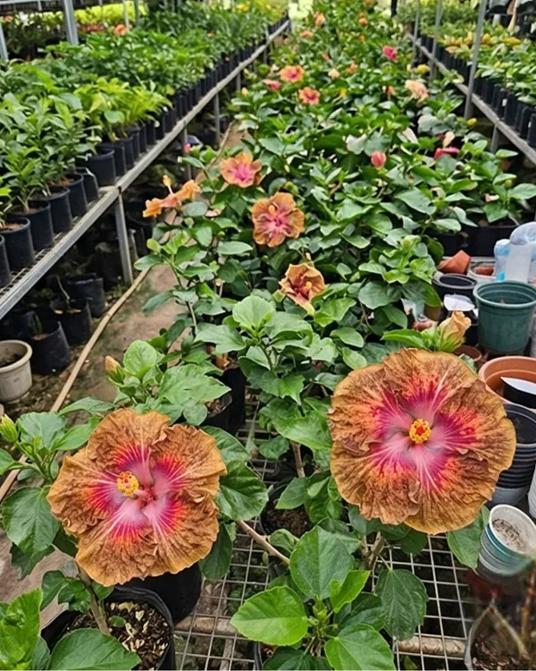 Taiwan_Formosa_Devil's_Treasure_Hibiscus_|_Grafted_Exotic_Double_Hibiscus_|_Heavy_Flowering_Plant_|_Healthy_Live_Plant_Guaranteed