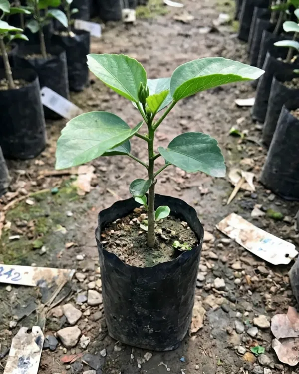 Hibiscus_Tiger_Bait_|_Grafted_Exotic_Hibiscus_|_Bold_Pattern_Flowering_Plant_|_Healthy_Live_Plant_Guaranteed