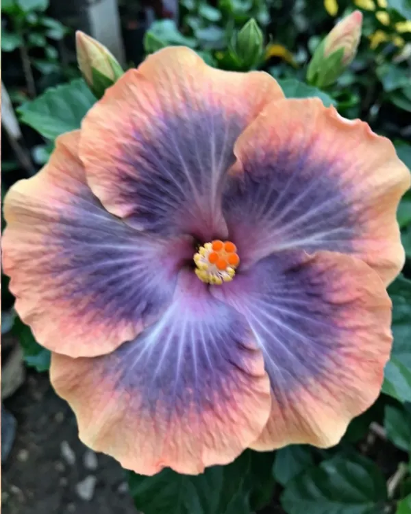 Hibiscus_Tiger_Bait_|_Grafted_Exotic_Hibiscus_|_Bold_Pattern_Flowering_Plant_|_Healthy_Live_Plant_Guaranteed
