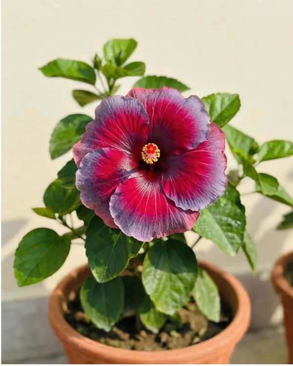 Varuna_Hibiscus_|_Grafted_Exotic_Hibiscus_Plant_|_Decorative_Flowering_Plant_|_Healthy_Live_Plant_Guaranteed