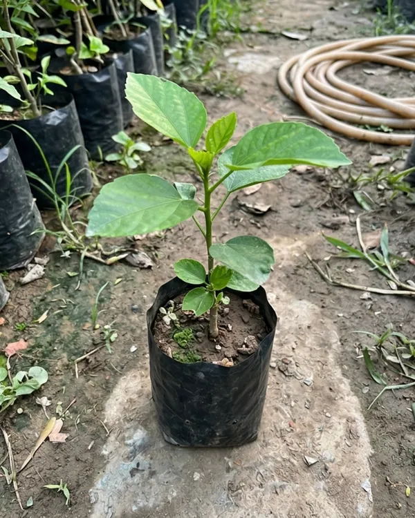 Varuna_Hibiscus_|_Grafted_Exotic_Hibiscus_Plant_|_Decorative_Flowering_Plant_|_Healthy_Live_Plant_Guaranteed