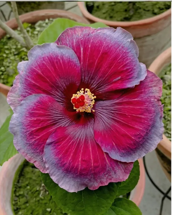 Varuna_Hibiscus_|_Grafted_Exotic_Hibiscus_Plant_|_Decorative_Flowering_Plant_|_Healthy_Live_Plant_Guaranteed