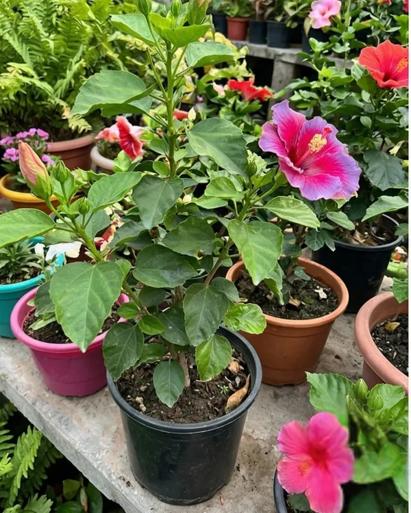 Varuna_Hibiscus_|_Grafted_Exotic_Hibiscus_Plant_|_Decorative_Flowering_Plant_|_Healthy_Live_Plant_Guaranteed