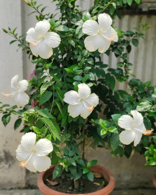 White_Hibiscus_Flower_Plant_|_Grafted_White_Gudhal_Plant_|_Outdoor_Flowering_Plant_|_Healthy_Live_Plant_Guaranteed