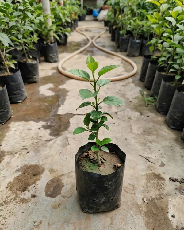 White_Hibiscus_Flower_Plant_|_Grafted_White_Gudhal_Plant_|_Outdoor_Flowering_Plant_|_Healthy_Live_Plant_Guaranteed
