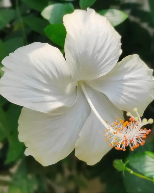 White_Hibiscus_Flower_Plant_|_Grafted_White_Gudhal_Plant_|_Outdoor_Flowering_Plant_|_Healthy_Live_Plant_Guaranteed