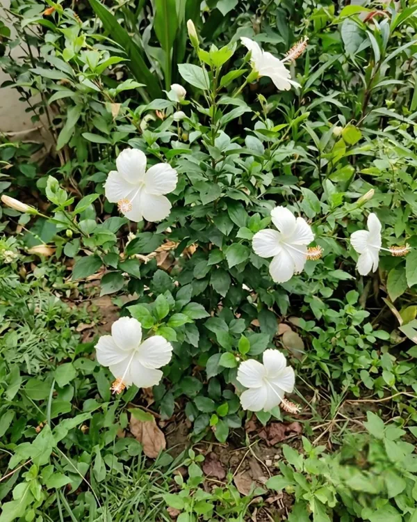 White_Hibiscus_Flower_Plant_|_Grafted_White_Gudhal_Plant_|_Outdoor_Flowering_Plant_|_Healthy_Live_Plant_Guaranteed