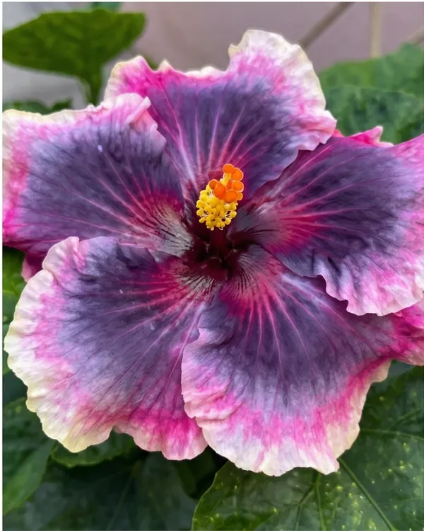 Wind_Rosa_Nine_Yarns_Hibiscus_|_Grafted_Exotic_Hibiscus_|_Unique_Pattern_Flowering_Plant_|_Healthy_Live_Plant_Guaranteed