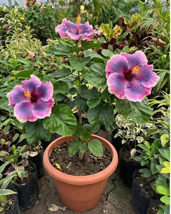 Wind_Rosa_Nine_Yarns_Hibiscus_|_Grafted_Exotic_Hibiscus_|_Unique_Pattern_Flowering_Plant_|_Healthy_Live_Plant_Guaranteed