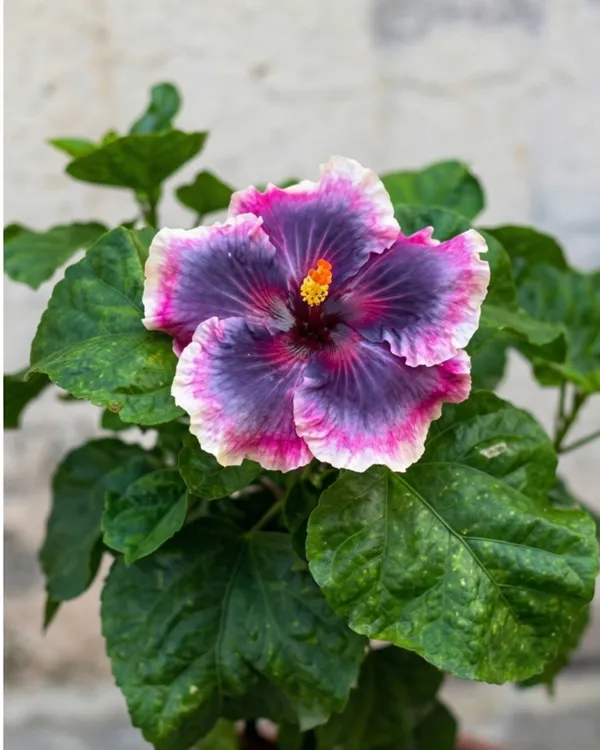 Wind_Rosa_Nine_Yarns_Hibiscus_|_Grafted_Exotic_Hibiscus_|_Unique_Pattern_Flowering_Plant_|_Healthy_Live_Plant_Guaranteed